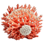 Coral 2 icon