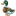 Mallard Duck icon
