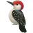 Bird Woodpecker icon