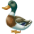 Mallard Duck icon