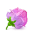 Box 22 Rose Pink icon