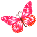 Butterfly pink icon