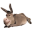 Donkey 2 icon