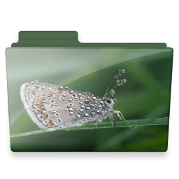 Butterfly folder icon