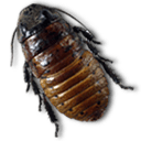Caca Roach icon