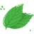 Mint-leaf icon