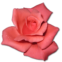 Rose-Coral icon