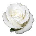 Rose-White-1 icon