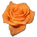 Rose orange 2 icon