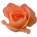 Rose peach 2 icon