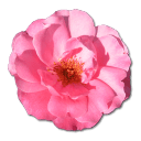 Wild-Rose-Pink-1 icon