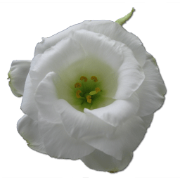 Wild Rose White 1 icon