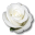 Rose-White-1 icon