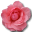 Wild Rose Pink 2 icon