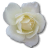 Rose-White-2 icon