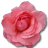 Wild-Rose-Pink-2 icon