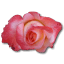 Rose-China icon