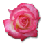 Rose-Tea icon