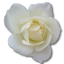 Rose White 2 icon
