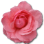Wild-Rose-Pink-2 icon
