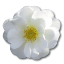 Wild-Rose-White-2 icon