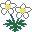 Anemone Flaccida icon