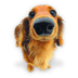Puppy-4 icon