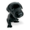 Puppy-2 icon