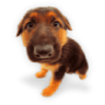 Puppy-6 icon